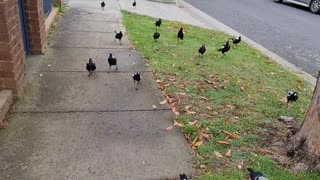 Man Followed by Flock of Magpies