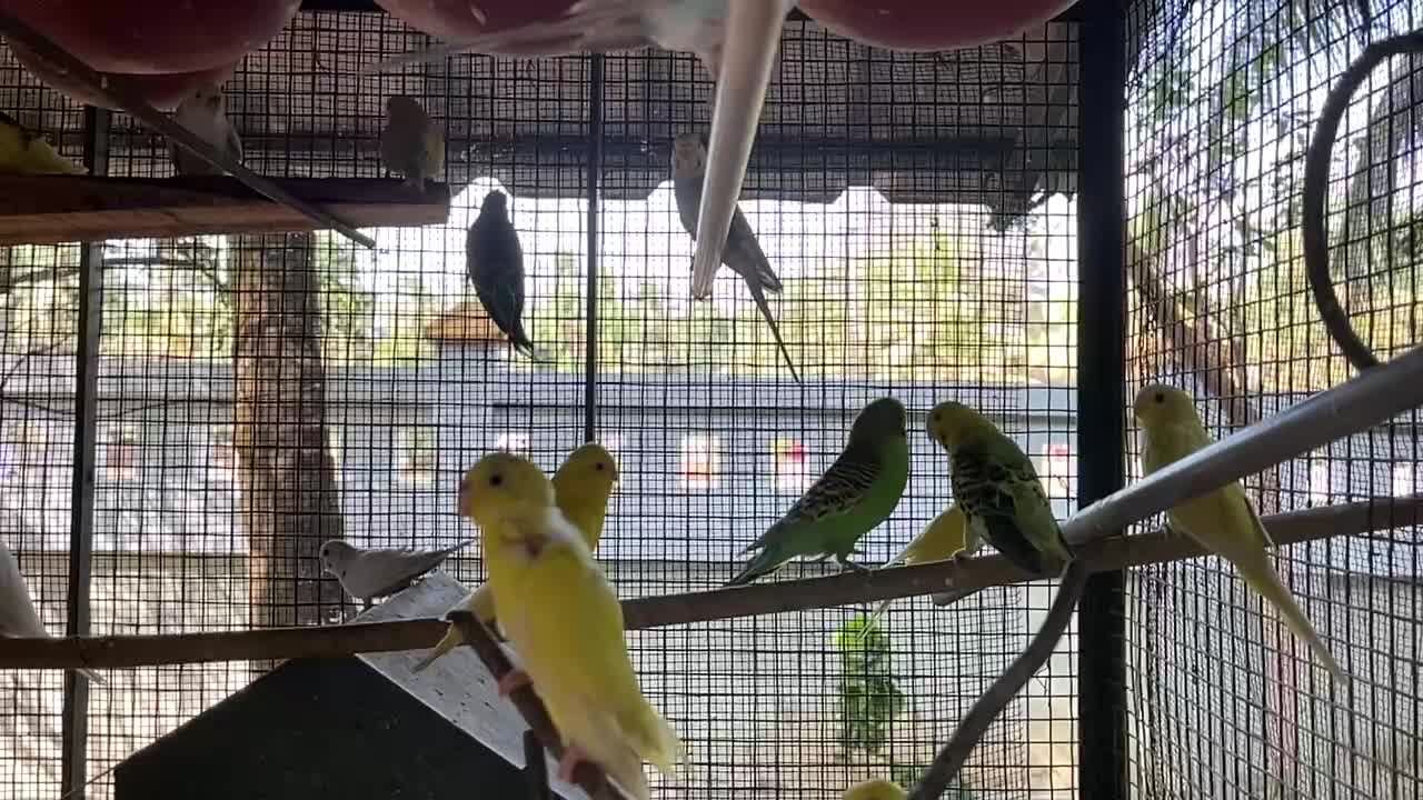 Birds slowmo