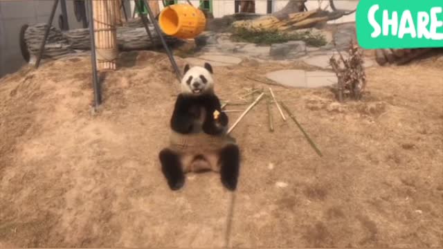 Love Panda's