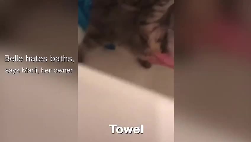 Cat talks to owner, after being put in the shower.