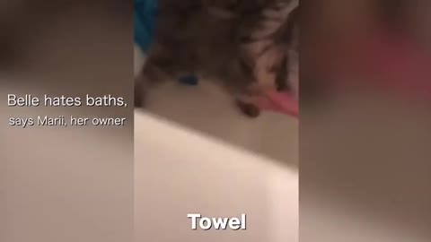 Cat talks to owner, after being put in the shower.