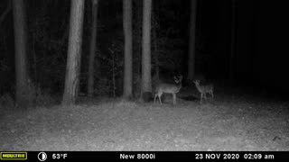 Georgia Buck at Night