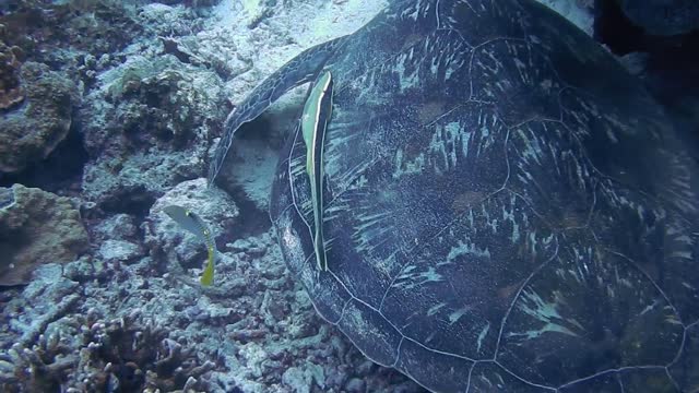 Turtle On The Deep Sea