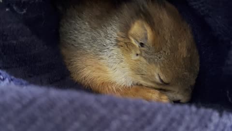 Little Squirrel Gives a Big Yawn