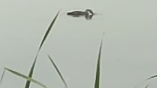 Catch fish