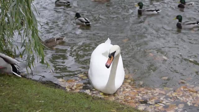 This swan doesn't want to share
