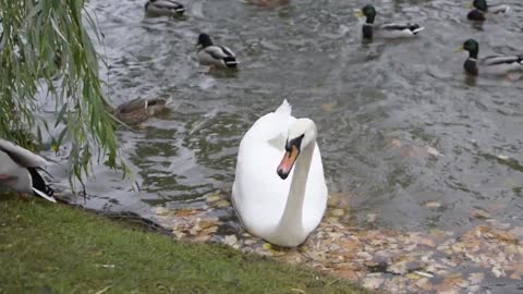 This swan doesn't want to share