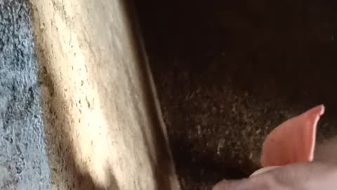 Feeding pigs