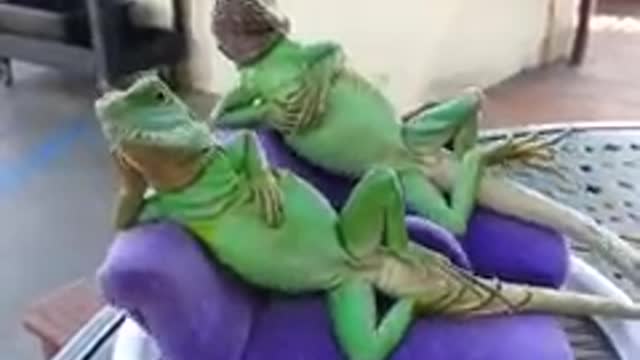 Iguanas relaxando