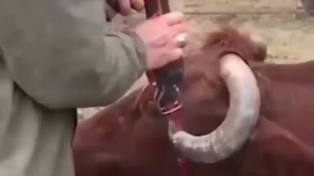 Cow's horn stuck in its own head