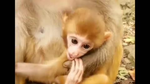 funny animals video cat & dog 2023