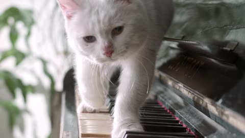 A Cat Walking Over The Piano