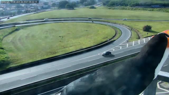 Couple of Toucans caught in Highway camera
