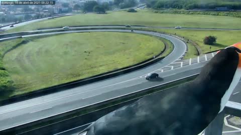 Couple of Toucans caught in Highway camera
