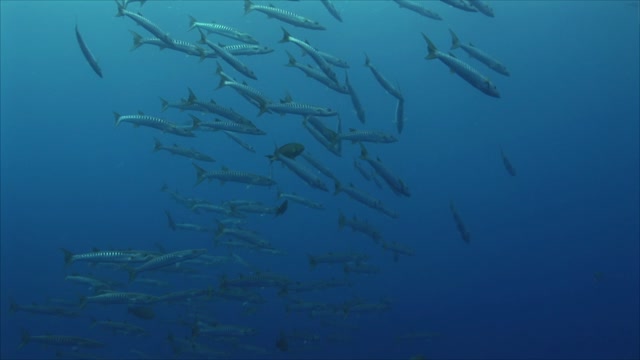 05School of Barracudas