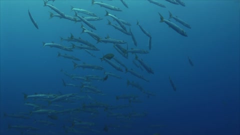 05School of Barracudas