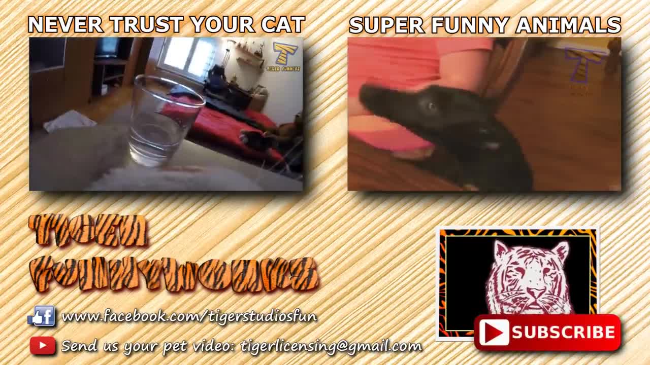 Funny Cats - For Cat Lovers!