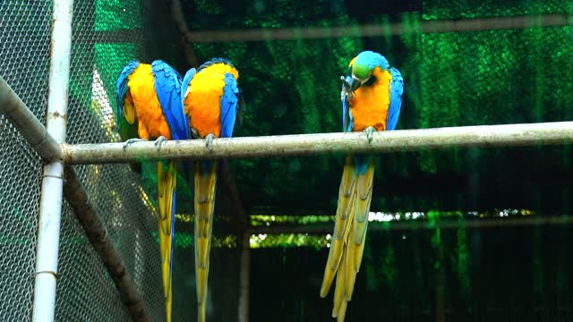 colored macaws.