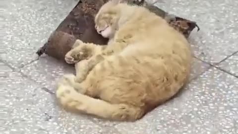 Wakey Wakey
