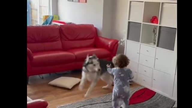 Best Friend's With Boy For Dog