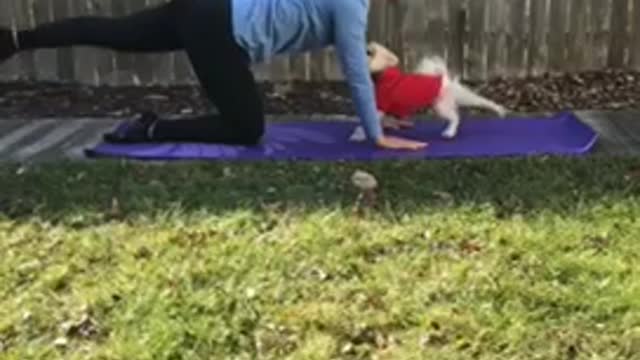 Pomeranian dog in red vest does yoga with owner outside