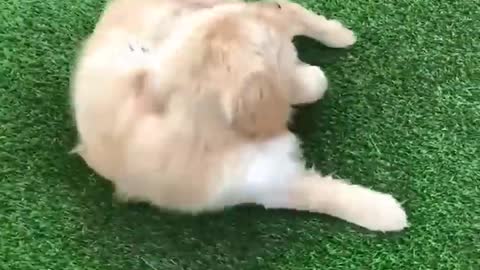 Funniest Golden Retriever