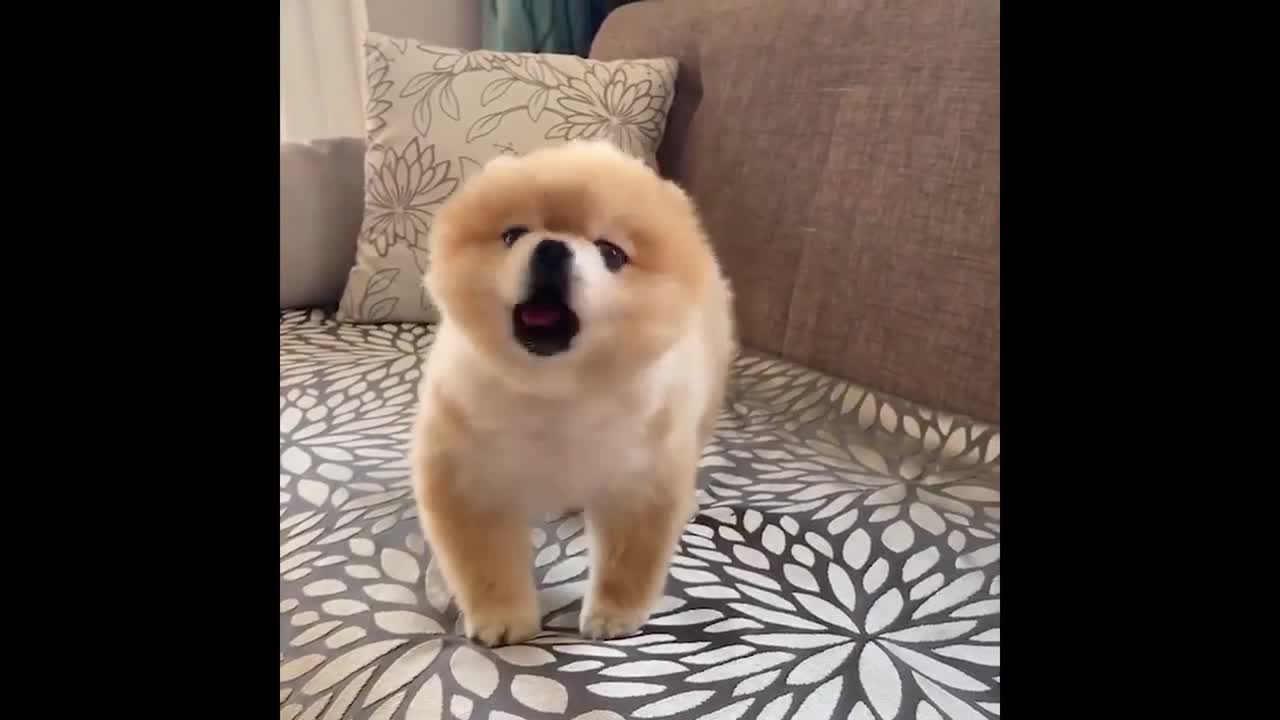 Funny Animals Part 2