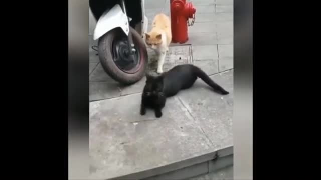 The black cat was shocked to see the brown cat