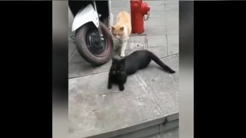 The black cat was shocked to see the brown cat