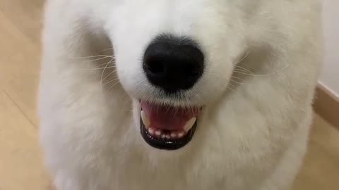 Fulky bulky Dog prank videos funny animals