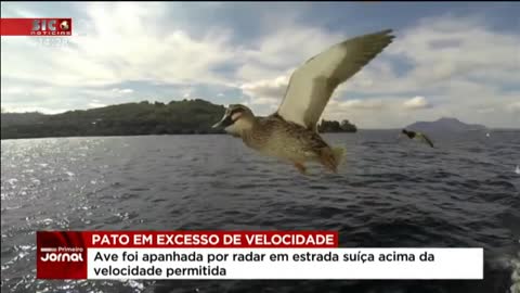 Pato em excesso de velocidade faz disparar radar numa estrada suíça