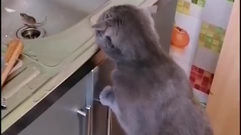 ✅Beautiful animals 🐈🐣 # cute animals # wrecks # gentle # beautiful # fluffy # love animals✅