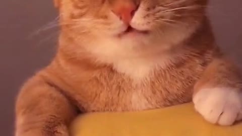 Funny Animal Videos that Make Me Burstnto Tears Laughing (CUTE) #shorts