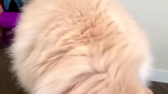 "Play time with Ponyo❣️Who do you think won 🥇??"