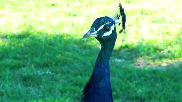 Blue peacock looking around - With great music