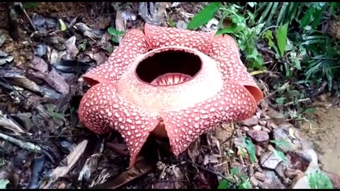 FINDING RARE PLANT -GIANT FLOWER RAFFLESIA ARNOLDI -INDONESIA