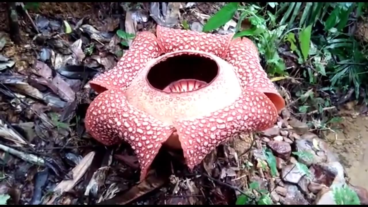 FINDING RARE PLANT -GIANT FLOWER RAFFLESIA ARNOLDI -INDONESIA