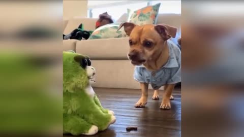 🤣adorable animals with their toys and enjoy it🤣