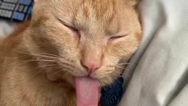 Pulling tongue of sleeping cat