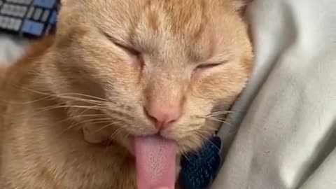 Pulling tongue of sleeping cat