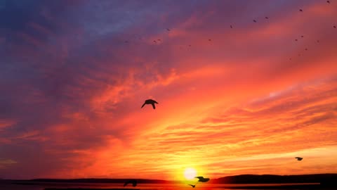 The moment of sunrise and the movement of birds