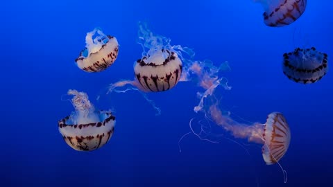 Amazing jellyfish footage