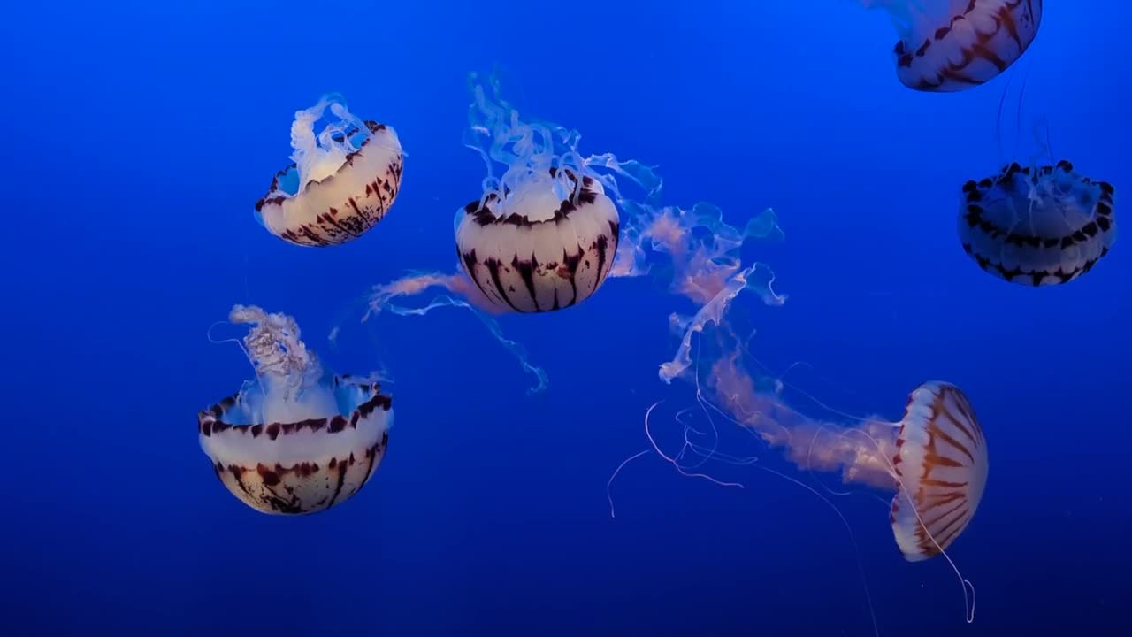 Amazing jellyfish footage