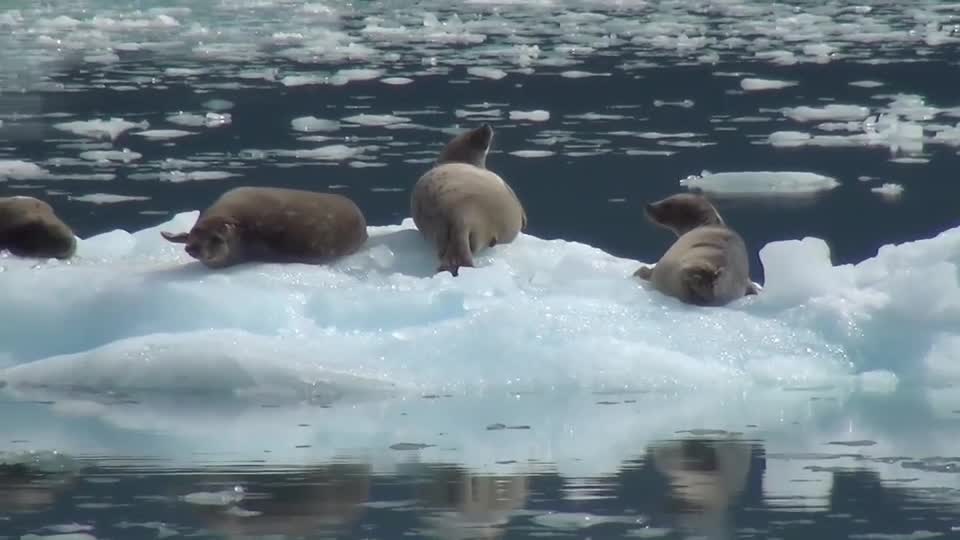 Seals can become extinct due to climate change