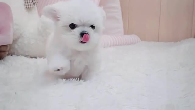 mini puppy