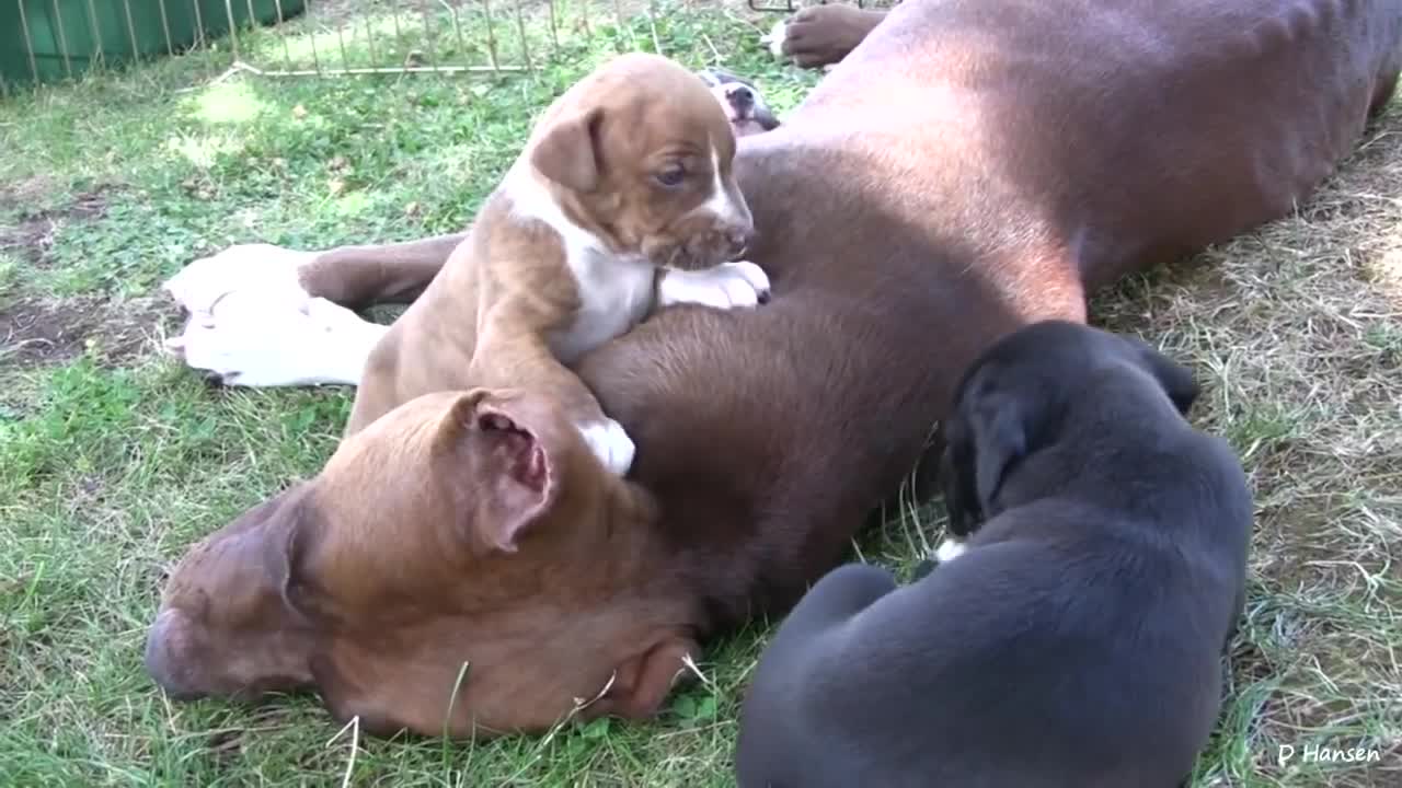 Amazing Pit Bull Growls and Snaps at Her Puppies!