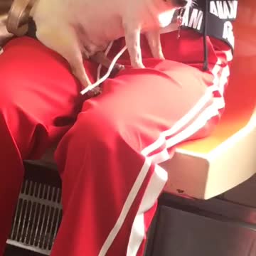 Small black white chihuahua dog sitting on red pants subway train