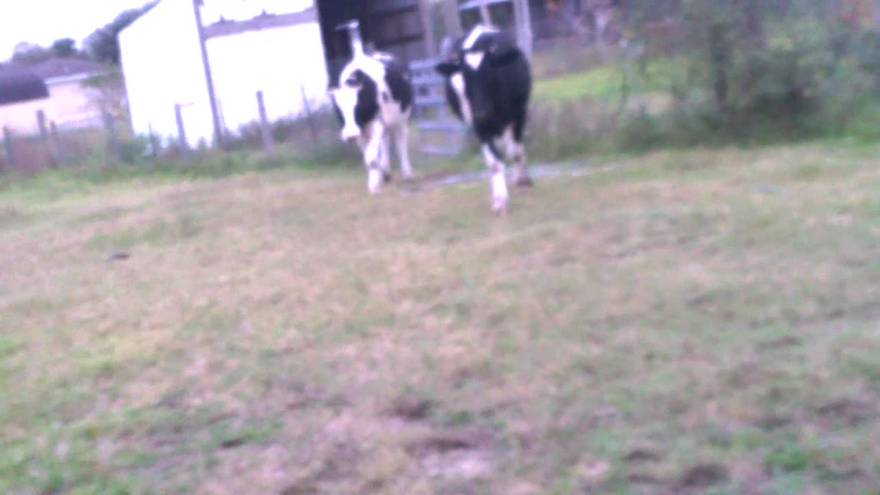 Don't Run When Feeding Cows for Many Reasons
