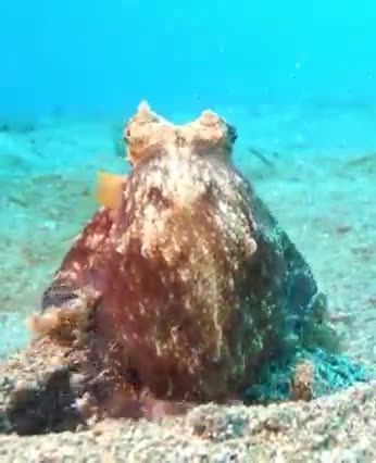 Caption this video Clever coconut ...