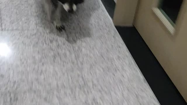 Raccoon is working out.